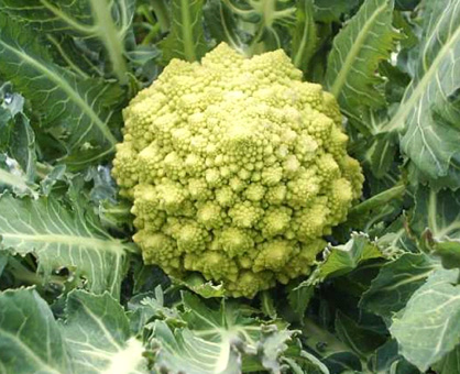 broccoli-wikimediafile-thumb